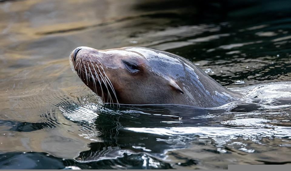 sea-lion